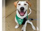 Labrador Retriever Mix DOG FOR ADOPTION RGADN-1300405 - Laufer - Labrador