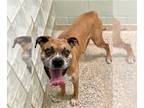 Boxer DOG FOR ADOPTION RGADN-1300406 - Agave - Boxer Dog For Adoption