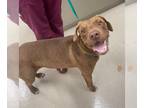 Labrador Retriever DOG FOR ADOPTION RGADN-1300412 - RUSTY - Labrador Retriever