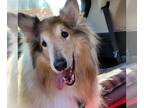 Collie DOG FOR ADOPTION RGADN-1300414 - Kelly - Collie (medium coat) Dog For