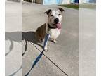 American Pit Bull Terrier DOG FOR ADOPTION RGADN-1300420 - SASSY - Pit Bull