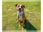 Boxer Mix DOG FOR ADOPTION RGADN-1300429 - RYLAN - Boxer / Mixed (medium coat)
