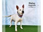 American Staffordshire Terrier DOG FOR ADOPTION RGADN-1300432 - DAISY - American