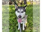 Siberian Husky DOG FOR ADOPTION RGADN-1300435 - RAMBO - Siberian Husky (medium