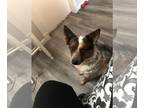Red Heeler Mix DOG FOR ADOPTION RGADN-1300436 - KOBE - Australian Cattle