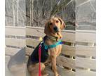 Plott Hound DOG FOR ADOPTION RGADN-1300442 - Carlie-In a Foster Home - Plott