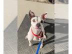 American Pit Bull Terrier Mix DOG FOR ADOPTION RGADN-1300449 - Petunia - Pit