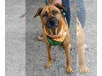 Bullboxer Pit DOG FOR ADOPTION RGADN-1300451 - Koko - Boxer / American Pit Bull