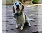 Bagle Hound DOG FOR ADOPTION RGADN-1300454 - Lulu - Beagle / Basset Hound /
