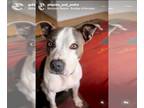 American Staffordshire Terrier DOG FOR ADOPTION RGADN-1300477 - PHOEBE (COURTESY