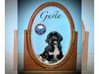 Shih Tzu DOG FOR ADOPTION RGADN-1300483 - Gusta - Shih Tzu (long coat) Dog For