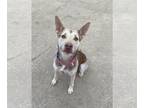 German Shepherd Dog-Huskies Mix DOG FOR ADOPTION RGADN-1300489 - Katmai - Husky