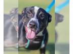 Collie Mix DOG FOR ADOPTION RGADN-1300493 - Panda - Collie / Terrier / Mixed Dog
