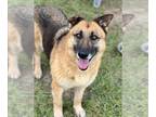 German Shepherd Dog DOG FOR ADOPTION RGADN-1300496 - FALLON - German Shepherd