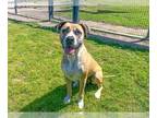 Boxer Mix DOG FOR ADOPTION RGADN-1300498 - PERRY - Boxer / Mixed (medium coat)
