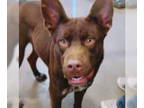 Australian Kelpie DOG FOR ADOPTION RGADN-1300503 - King Tut 58034 - Australian