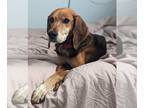 Beagle DOG FOR ADOPTION RGADN-1300511 - Rhonda - Beagle Dog For Adoption