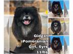 Pomeranian DOG FOR ADOPTION RGADN-1300528 - Gidget from Korea - Pomeranian Dog