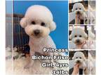 Bichon Frise DOG FOR ADOPTION RGADN-1300532 - Princess from Korea - Bichon Frise