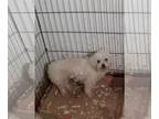 Bichon Frise DOG FOR ADOPTION RGADN-1300536 - Sugar - Bichon Frise (medium coat)