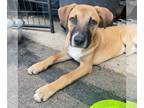 Black Mouth Cur-Labrador Retriever Mix DOG FOR ADOPTION RGADN-1300540 - Sally