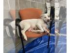 American Pit Bull Terrier Mix DOG FOR ADOPTION RGADN-1300541 - Mommy Rosie -