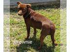Doxie-Pin DOG FOR ADOPTION RGADN-1300544 - Brownie - Miniature Pinscher /
