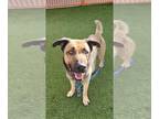 German Shepherd Dog Mix DOG FOR ADOPTION RGADN-1300548 - MOOSE - German Shepherd