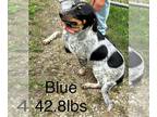 Dachshund Mix DOG FOR ADOPTION RGADN-1300550 - ATDR Blue - Cattle Dog /