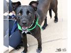 Labrador Retriever-Retriever Mix DOG FOR ADOPTION RGADN-1300563 - Adina -