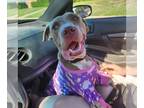 American Pit Bull Terrier DOG FOR ADOPTION RGADN-1300587 - Eden - Pit Bull