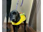 Labrador Retriever Mix DOG FOR ADOPTION RGADN-1300590 - Fanya - Labrador