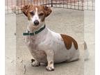Dachshund DOG FOR ADOPTION RGADN-1300593 - Ty - So Ca - Dachshund (short coat)