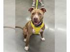 Staffordshire Bull Terrier DOG FOR ADOPTION RGADN-1300605 - SASHA -