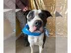 American Pit Bull Terrier Mix DOG FOR ADOPTION RGADN-1300607 - Malik-CL - Pit