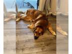 Great Pyrenees-Saint Bernard Mix DOG FOR ADOPTION RGADN-1300616 - Koko - Great