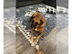 Boxer-Mastiff Mix DOG FOR ADOPTION RGADN-1300618 - Keno - Boxer / Mastiff /