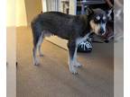 Huskies Mix DOG FOR ADOPTION RGADN-1300619 - Ghost - Husky / Mixed (medium coat)