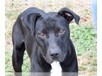 Boxador DOG FOR ADOPTION RGADN-1300624 - Jet - Boxer / Labrador Retriever /
