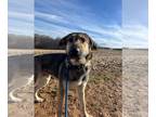 German Shepherd Dog Mix DOG FOR ADOPTION RGADN-1300628 - Buddy - German Shepherd
