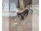American Pit Bull Terrier Mix DOG FOR ADOPTION RGADN-1300629 - Oso - Pit Bull