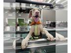 Doberman Pinscher DOG FOR ADOPTION RGADN-1300642 - Suede - Doberman Pinscher Dog