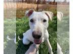 Mountain Cur-Whippet Mix DOG FOR ADOPTION RGADN-1300653 - Butterscotch -