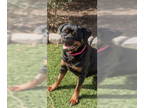 Rottweiler DOG FOR ADOPTION RGADN-1300654 - Ventress - Rottweiler (short coat)