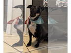 American Staffordshire Terrier DOG FOR ADOPTION RGADN-1300662 - Pebbles -