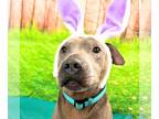 American Pit Bull Terrier DOG FOR ADOPTION RGADN-1300665 - Neil