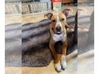 Catahoula Leopard Dog Mix DOG FOR ADOPTION RGADN-1300671 - Bobby - Catahoula