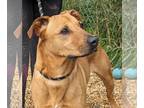 Black Mouth Cur Mix DOG FOR ADOPTION RGADN-1300693 - Harley - Black Mouth Cur /