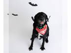 Labrador Retriever Mix DOG FOR ADOPTION RGADN-1300698 - Rigatoni - Labrador