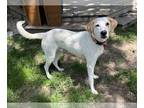 English Foxhound-Labrador Retriever Mix DOG FOR ADOPTION RGADN-1300699 - Cheeto